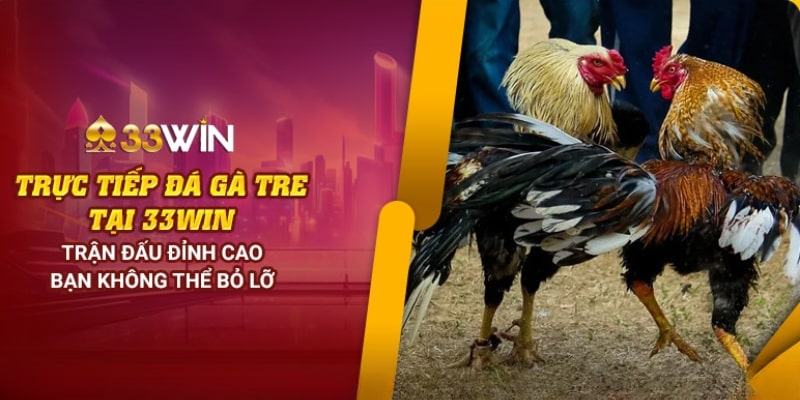 Xem trực tiếp đá gà tre tại 33Wincom